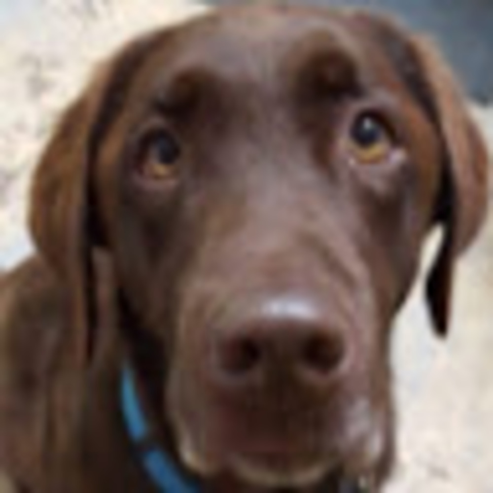 Meet your Posher, Susan goodkind